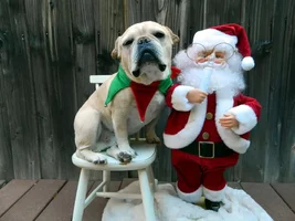 4 PAW MEMBERS!!!  Please vote for your Holly Jolly Frenchies