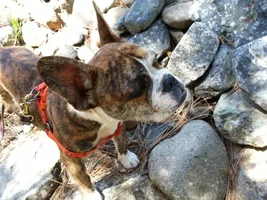 Buster Went To Wallowa Lake Today!