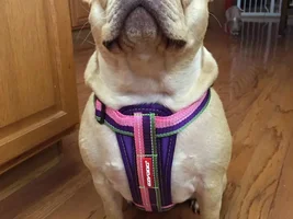 Back Leg Issue
