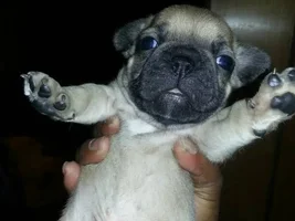 Puppy contest ha
