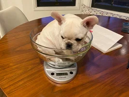 Hi Frenchie Fam!