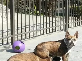 What One Word Best Describes Your Frenchie(s)???