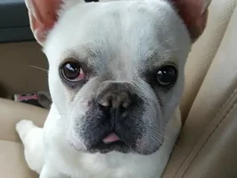 ~Dexter~French Bulldog Available for Adoption in Nebraska