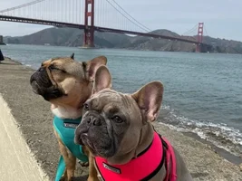 Sightseeing Frenchies