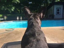 Swimming