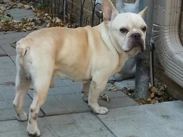 ~Mr Ages~French Bulldog Available for Adoption in Minnesota