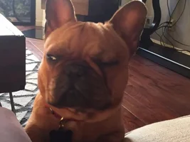 4 Paw Members! VOTE NOW!! September Frenchie-tude Contest!
