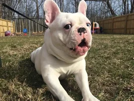 VOTE NOW!! March Frenchie Faces!!!