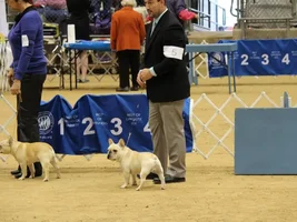 Henri's first show