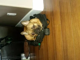 backpack bed