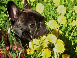 Vinny in the flowers!