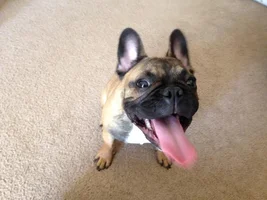~ENTER HERE~ April 2015 Frenchie of the Month ~ Happy Frenchies!