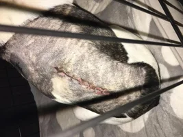 Post hemi-laminectomy surgery; ?? Wiggleless brace anyone ??