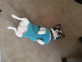 Let's see frenchies in sweaters :)