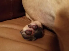 Puppy pad strength training