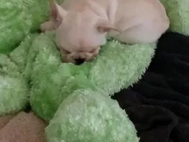 We got Henri today :)