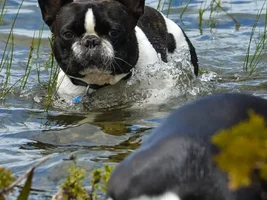 Does your Frenchie like water?