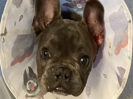 My dog is itching so much he is damaging his ear!