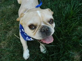Ready for adoption SOON!