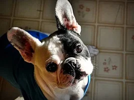 December 2013 Frenchie of the Month Contest ~ENTER HERE~
