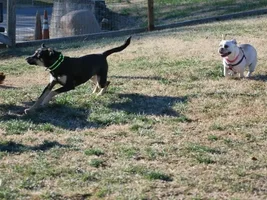 Dog Park visits