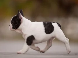 new frenchie Mom