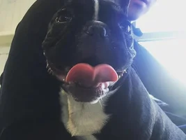 ~ENTER HERE~ April 2015 Frenchie of the Month ~ Happy Frenchies!