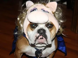 ENTER HERE ~ Frenchie Halloween Costume Contest
