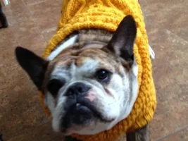 Buster Stylin' In His New Custom Made Sweater!