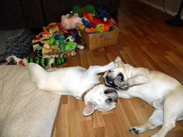 Wrestle Buddies