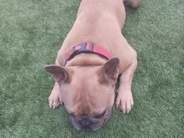 📷 Please submit a photo for the French Bulldog News Header & Logo!