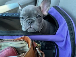 She hates the car Carrier