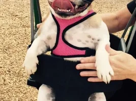 4 Paw Members!  Please VOTE!!!  Summertime Frenchies