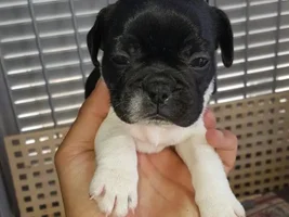 Meet Phoebe! <3