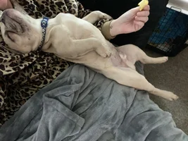 Hello 👋🏻 new here and new to Frenchie’s
