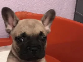 First time Frenchie Mom and New Member