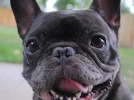 ~Flirt~French Bulldog Available for Adoption in North Dakota
