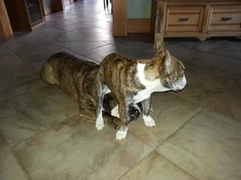 Does Your Frenchie Have A Favorite Place To Sit?