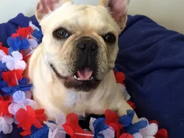4 Paw Members, Please vote for July Frenchie of the Month!