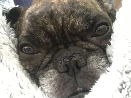 4 PAW MEMBERS!!! Please VOTE for your favorite Frenchie-TINES!!!