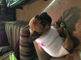 ~ENTER HERE~ November Frenchie of the Month "TURKEY LEG" Contest