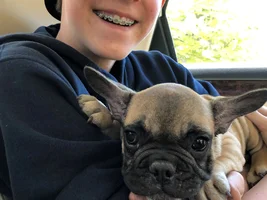 4 PAW MEMBERS!!!  Please VOTE for your favorite Frenchies with Children!
