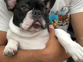 Does my French Bulldog look like a mixed breed?