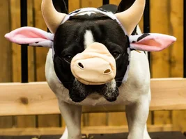 4 Paw Members, PLEASE VOTE for your favorite Halloween Costumes!