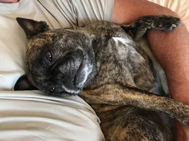 My favorite frenchie pose thread!!!!