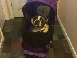 Pet Stroller - Any suggestions