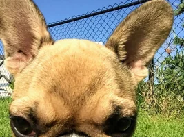~ENTER HERE~ Frenchie of the Month ~ FRENCHIE FACES (Up close & personal)