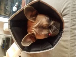 Cherry Eye Issues