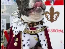 VOTE NOW!  Frenchies in October Contest!