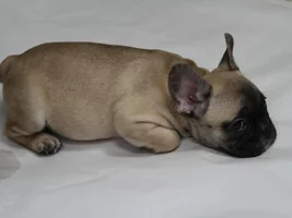 Anyone Have Pictures Of Your Frenchie's Parents???